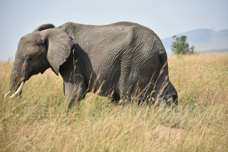 an elephant that is walking through some tall grass