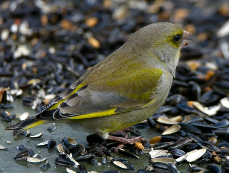 a bird perched on top of an assortment of seed