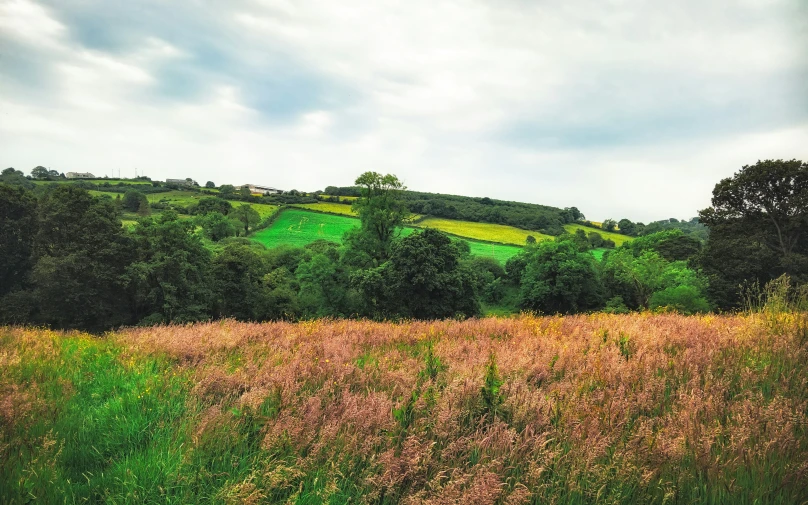 a large grassy field with lush trees and a hillside in the background