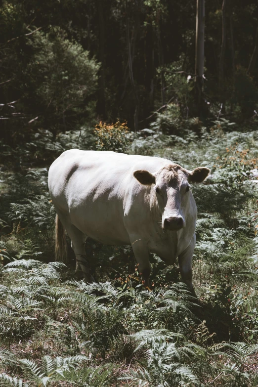a cow with one eye closed standing in the grass