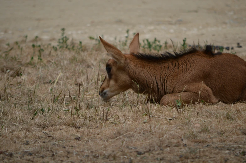 a baby donkey lying in the grass next to its mother