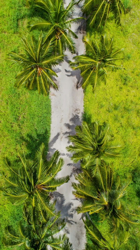 trees and grass around a dirt road