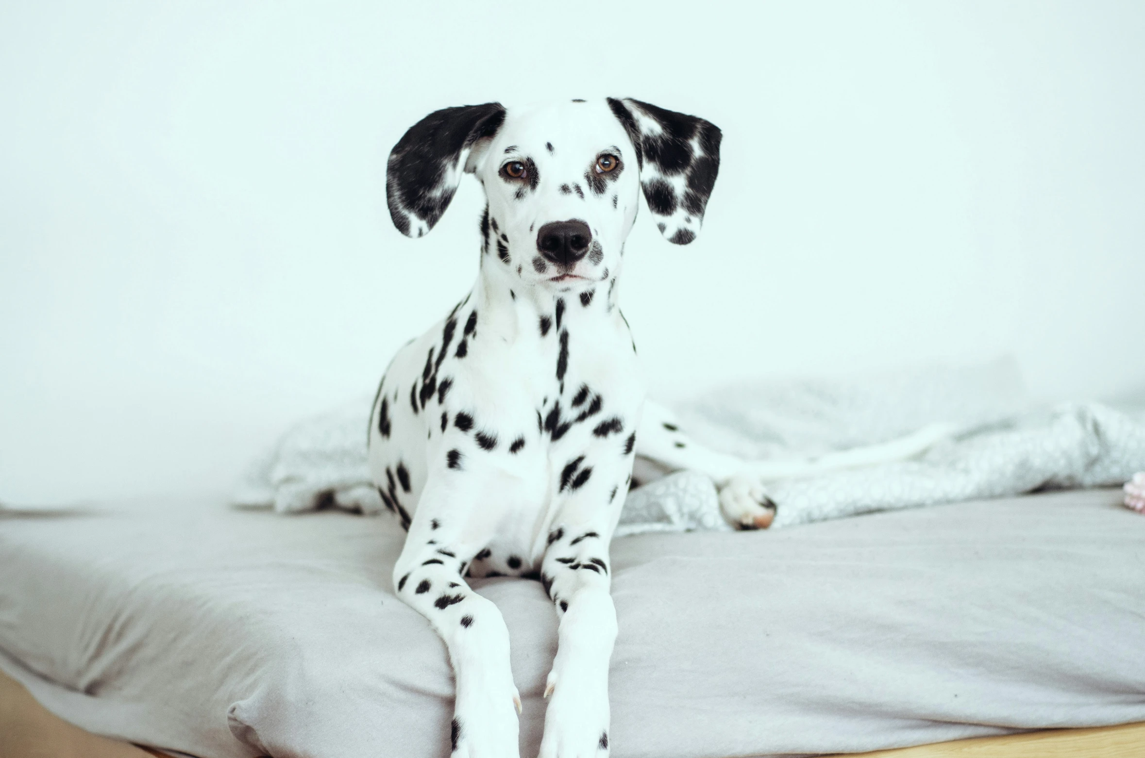 a dalmatian dog is sitting on the bed