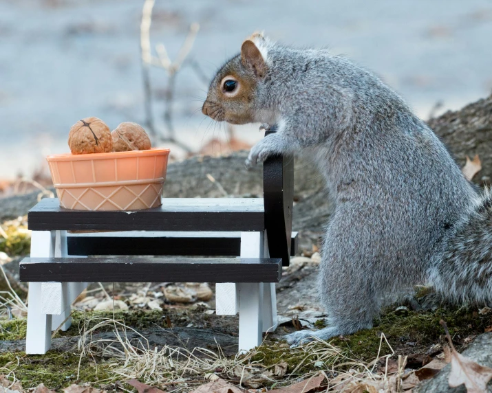 a squirrel eating bread on a bench near a flowerpot