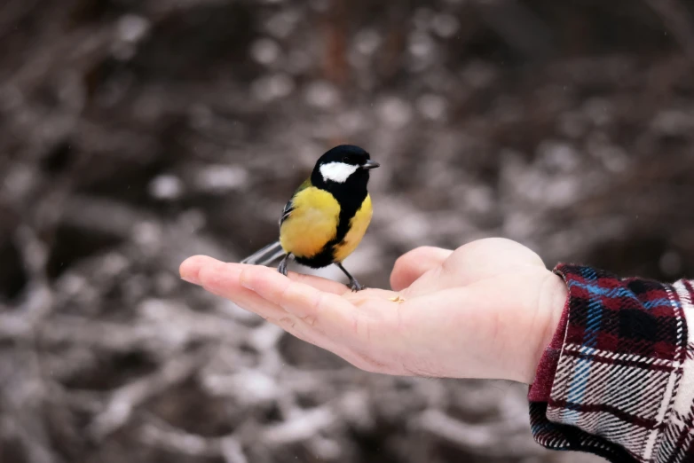 the yellow bird is perched on the palm of a person's hand