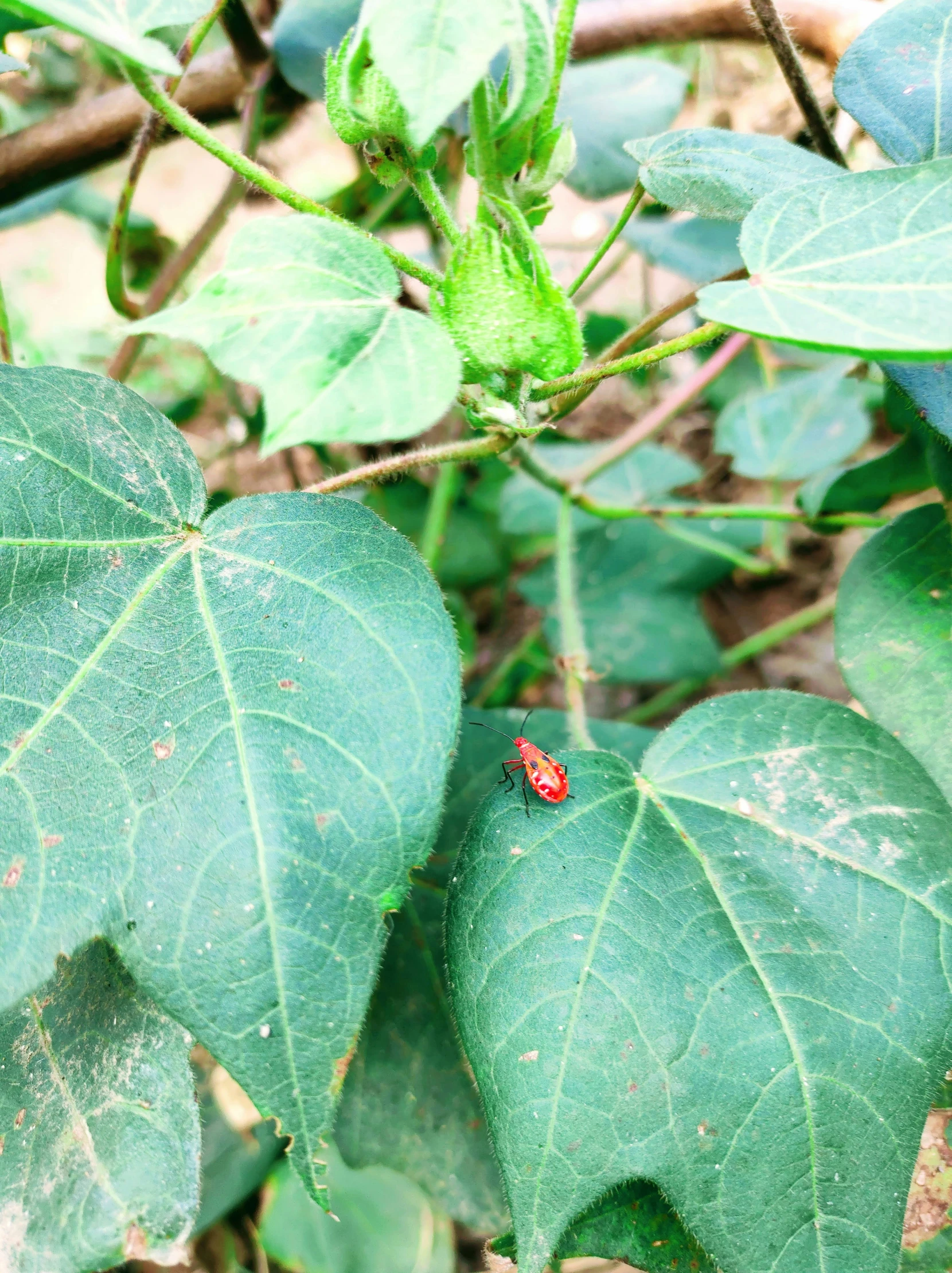 a small bug crawling on some green leaves