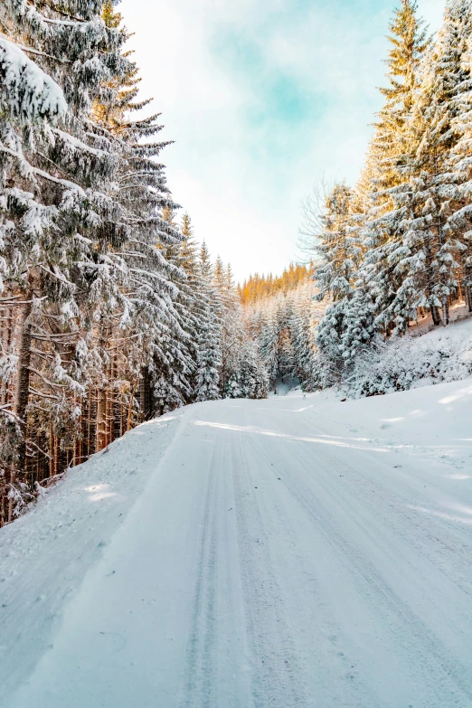 the path is covered in snow and some trees