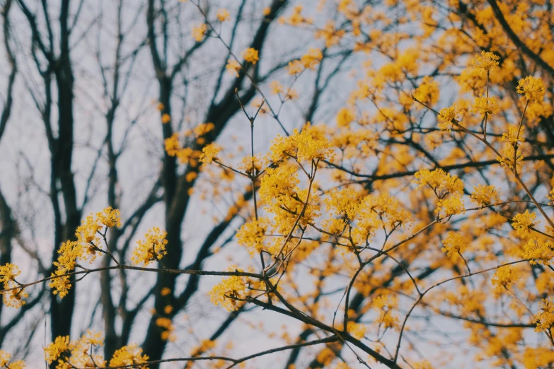 yellow flowers blooming on the nches of a tree