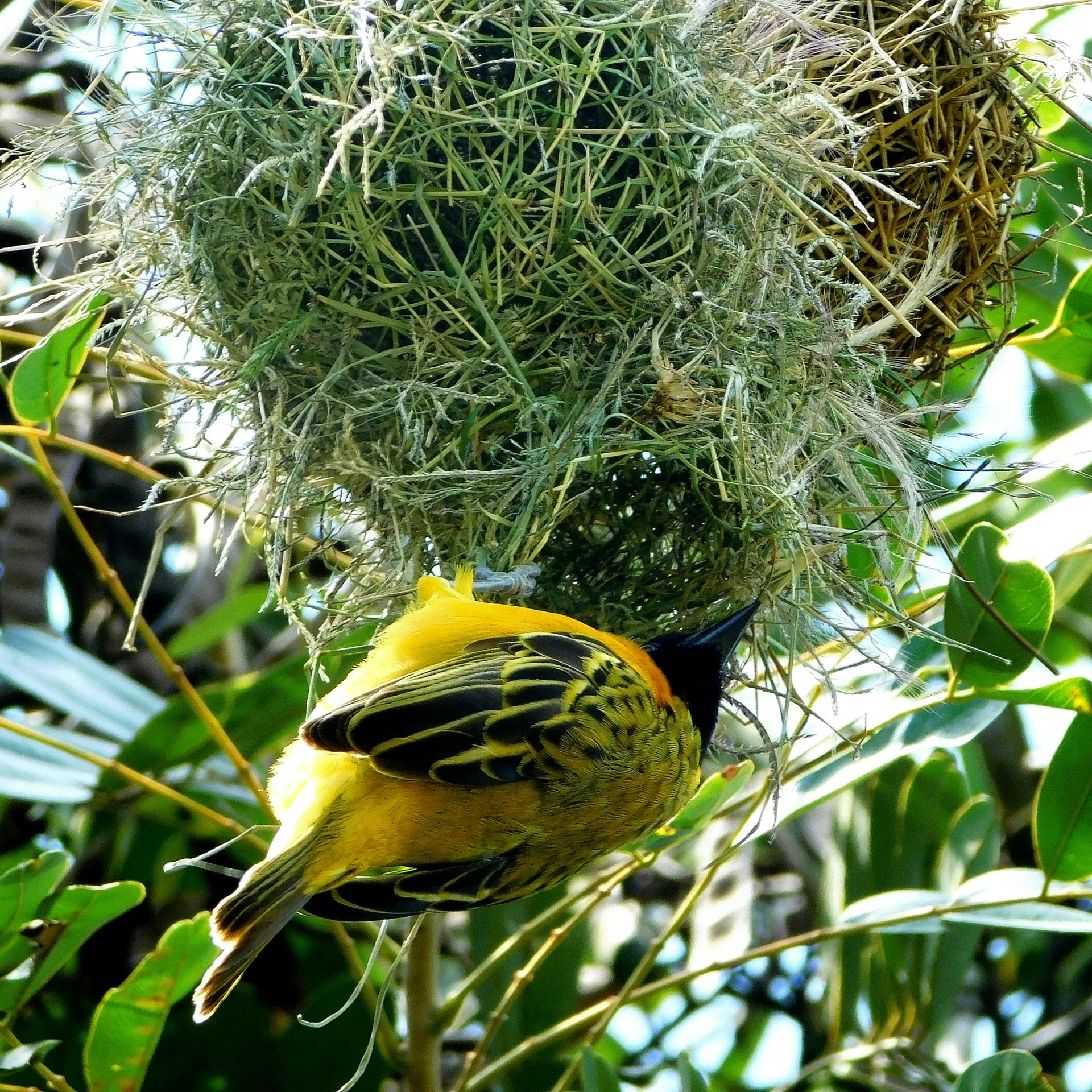 a bird that is standing in the trees