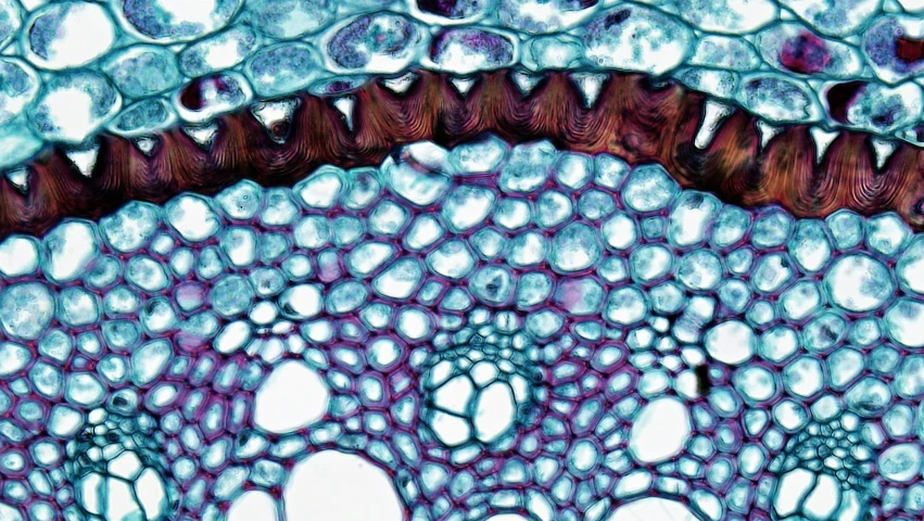 the inside of an animal cell