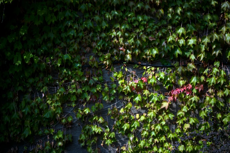 an area with an almost bare bench is overgrown with leaves