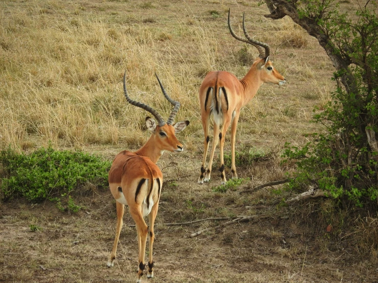 an image of two wild deer walking side by side