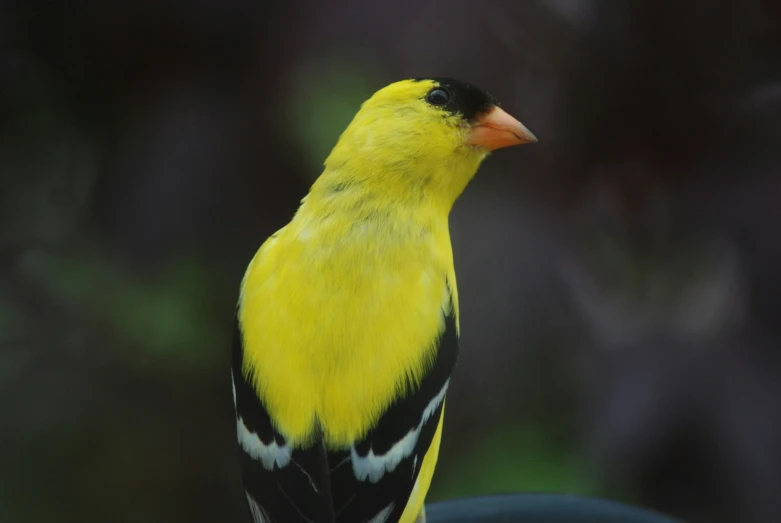 a small yellow bird sitting on the top of a car