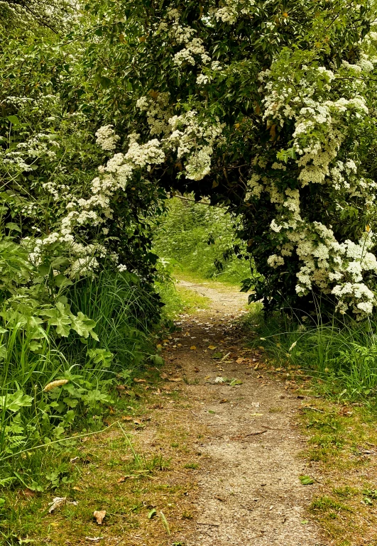 a trail surrounded by a large tree filled with white flowers