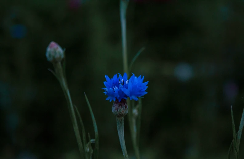 a bright blue flower growing on the green ground