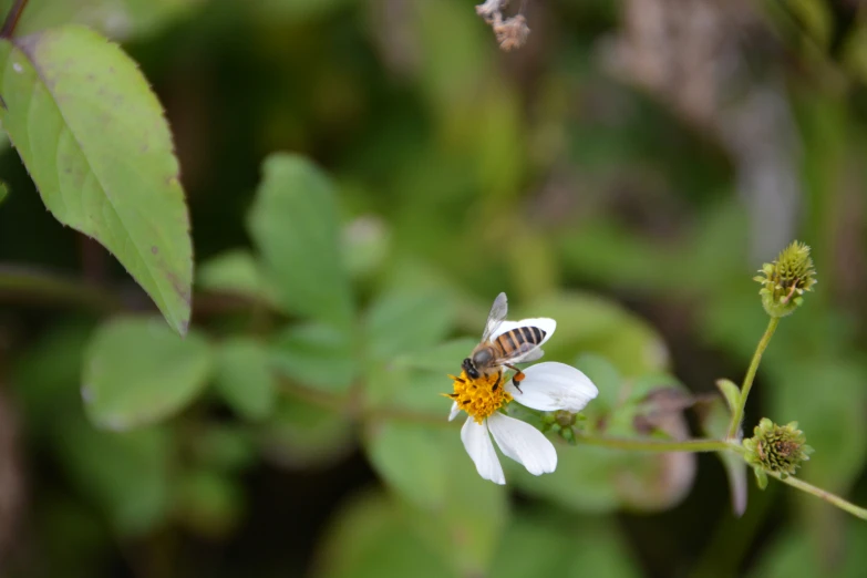 a bee sitting on top of a white flower
