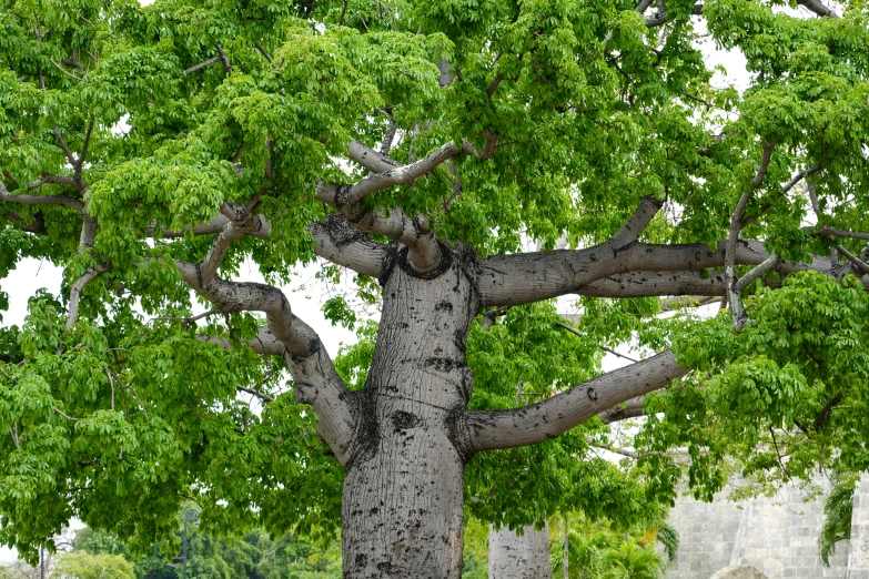 a tree with green leaves sitting on top of a cement slab