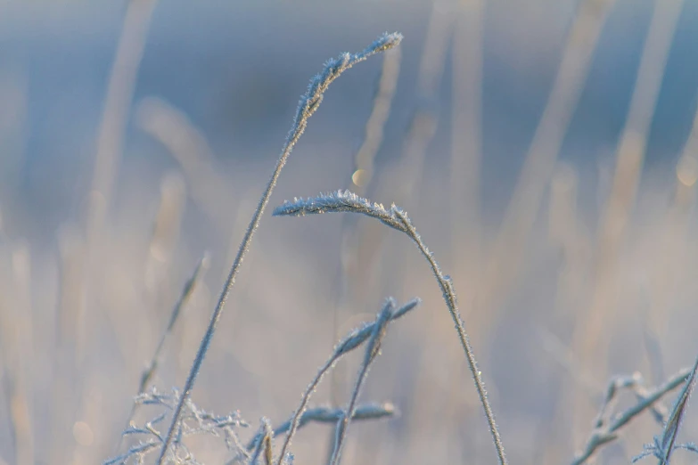 a close up of grass with snow on top