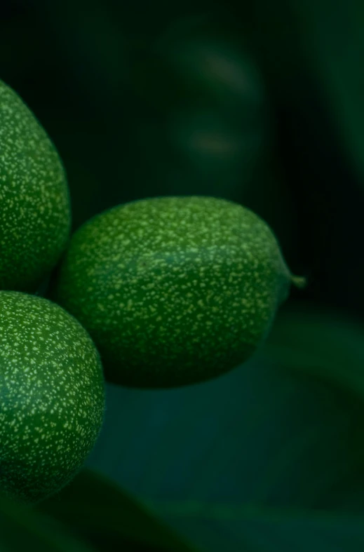 three small green fruits are on a tree