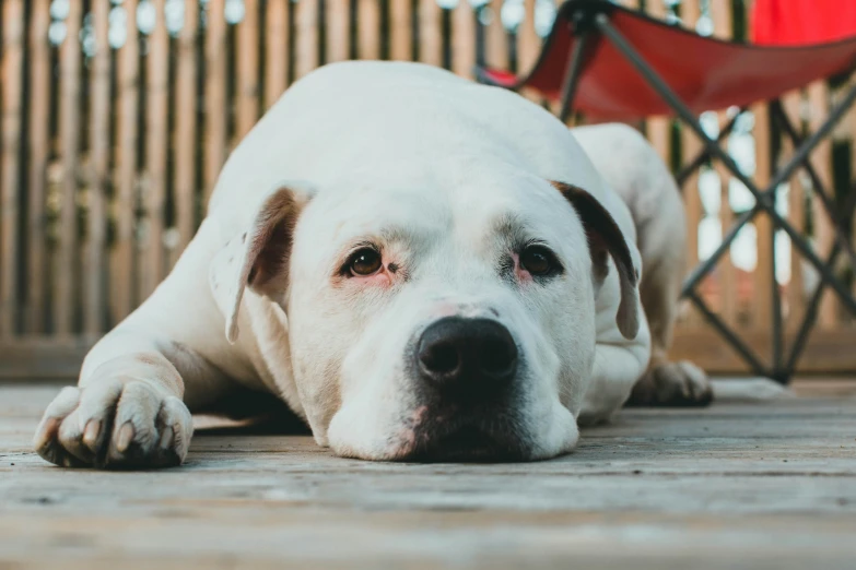 the dog is laying on the wooden floor