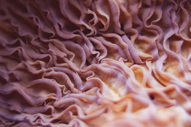 a coral with very thin pink layers of seaweed