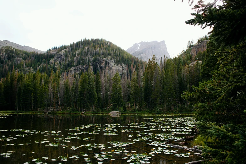 the trees surrounding the mountain are covered with lily pads