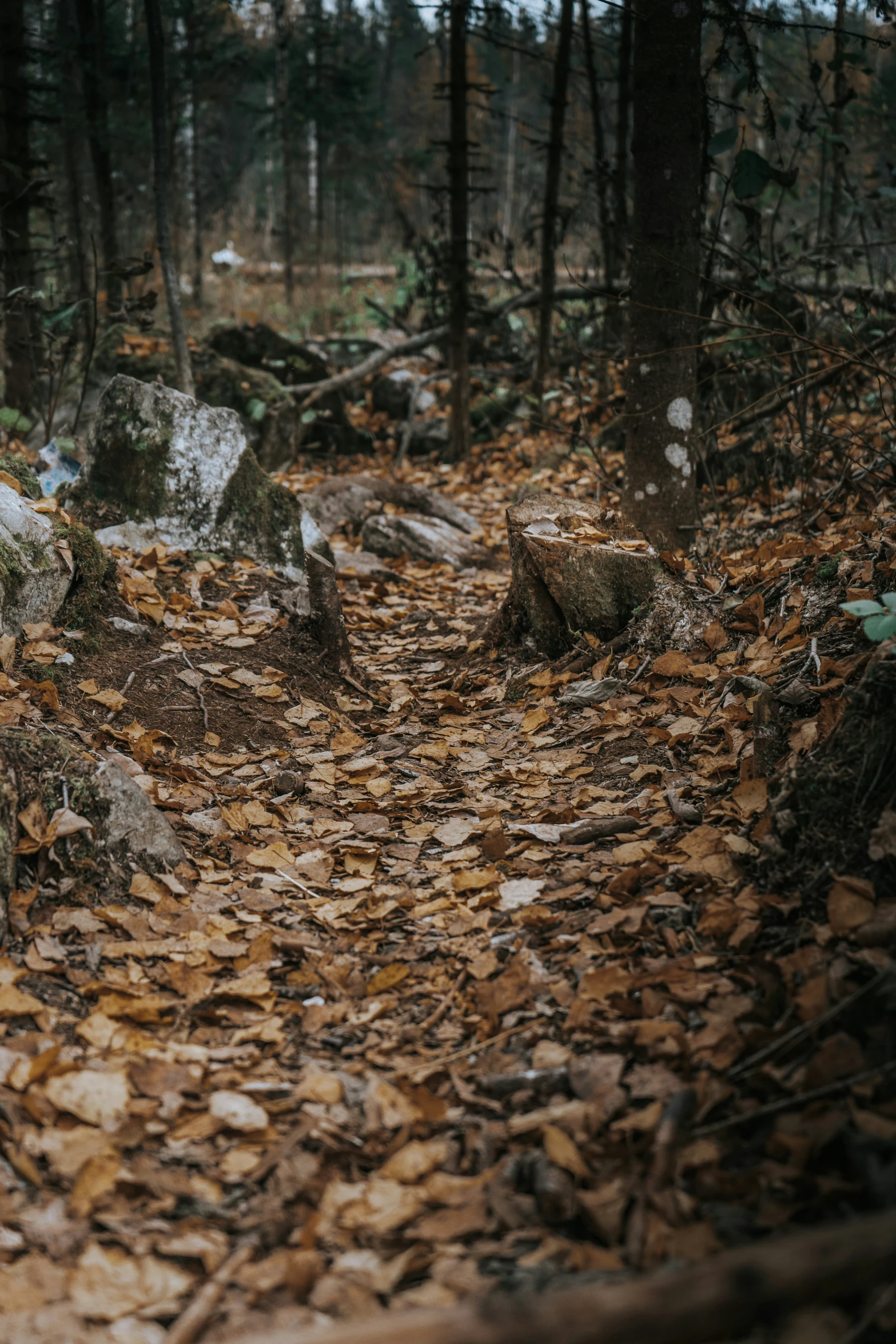 the leaves are covering the ground near a bench