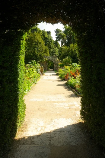 a road through a garden with bushes growing up the side