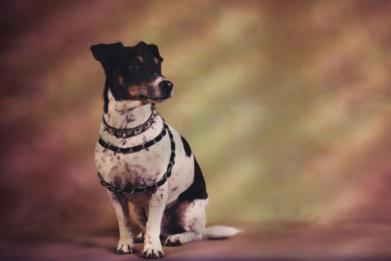 the dog is sitting down wearing a black and white harness