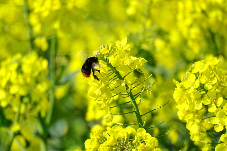 a honey bee sitting on a yellow flower