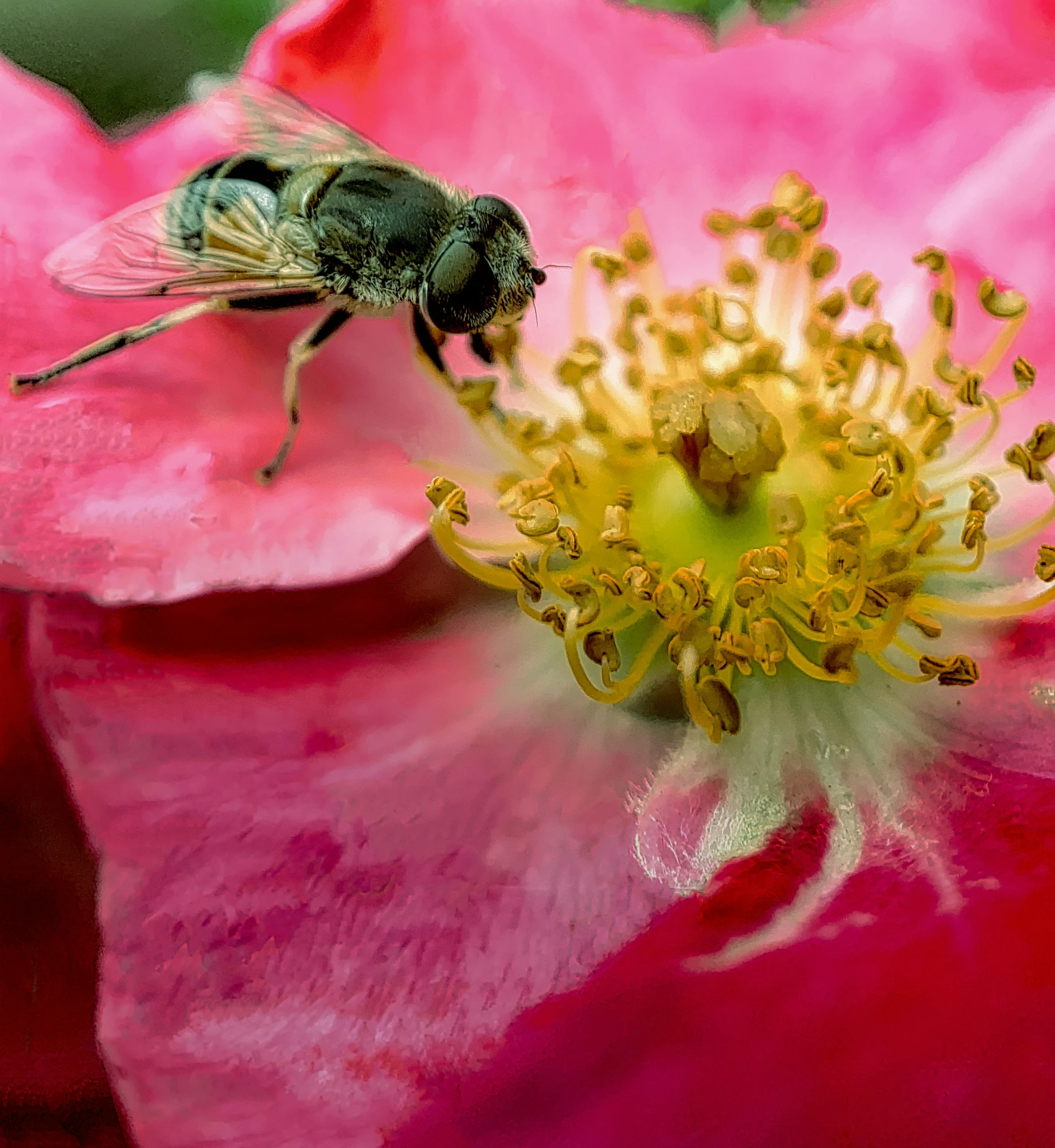 a bee sitting on a pink flower in full bloom