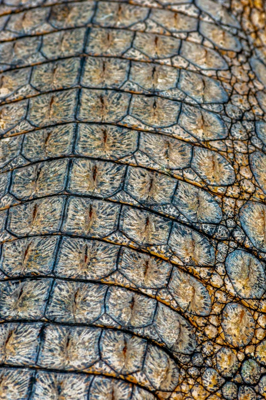 a close up image of the surface of an elephant's skin