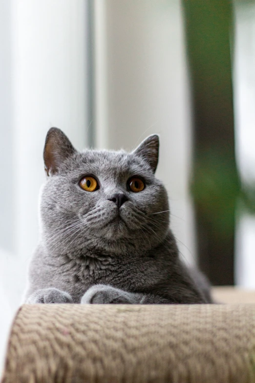 a cat sitting on the arm of a chair