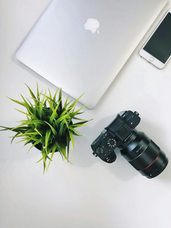 a view of a laptop, a camera, and a plant on a desk