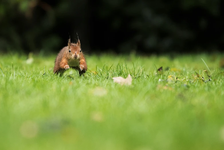 a small orange animal walking through the grass