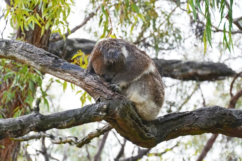 a little furry creature sitting on top of a tree nch