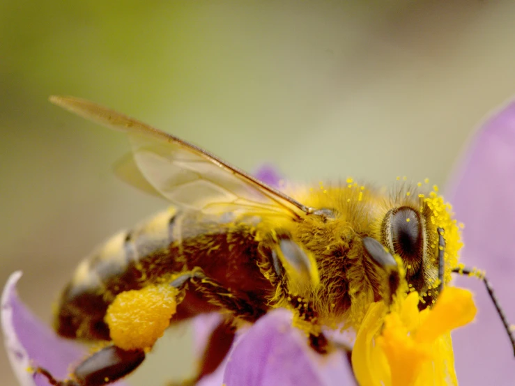 a bee that is sitting on a flower