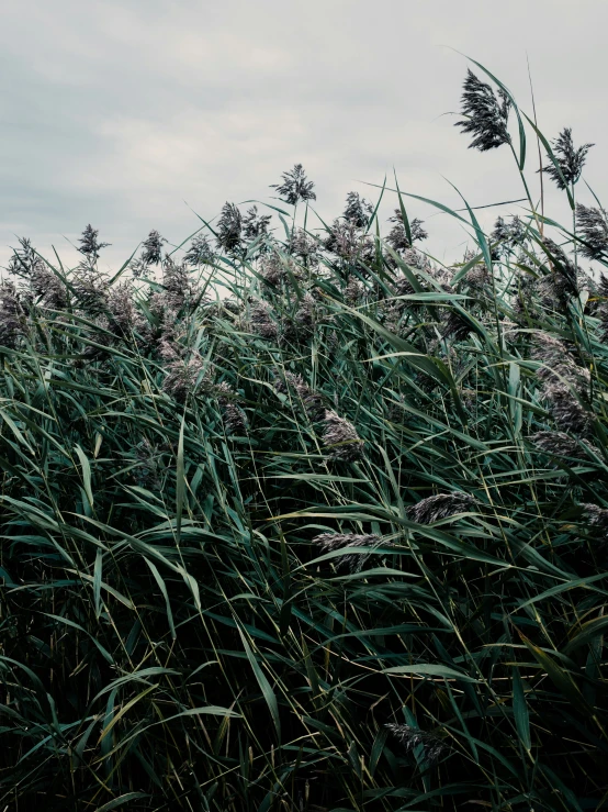 there is a plane flying in the sky above tall grass