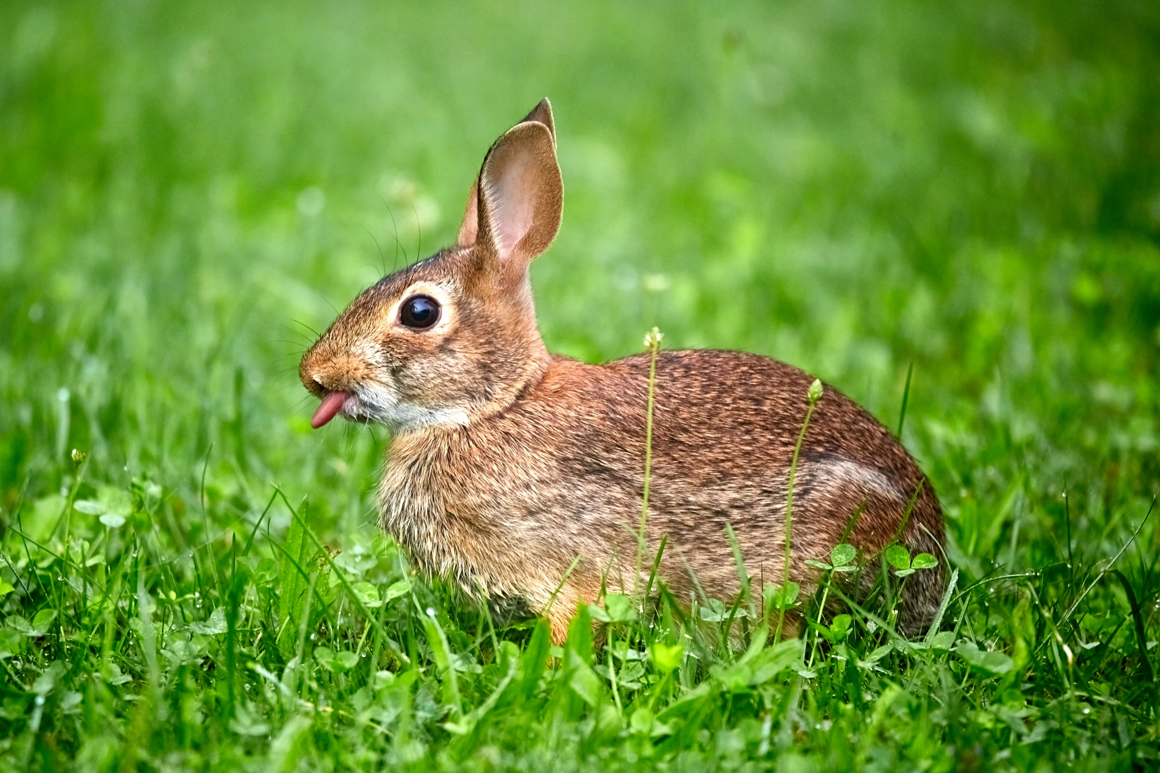 a small rabbit is sitting in the green grass