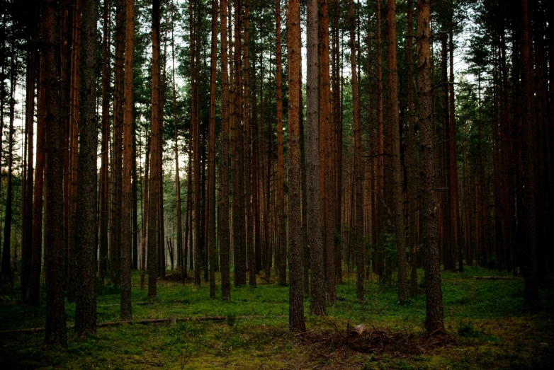 a forest filled with tall pine trees and green grass