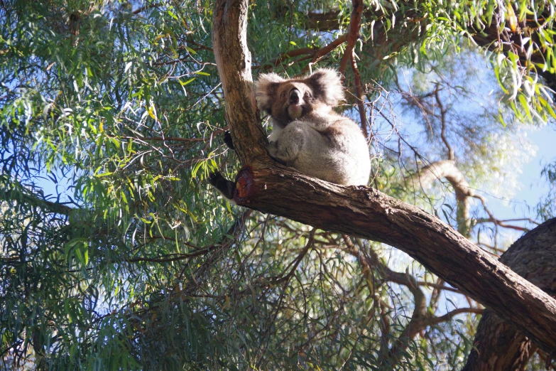 a koala is perched on top of a tree nch
