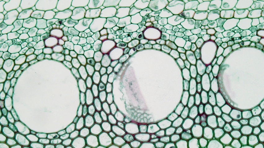 a microscope view of what appears to be a plant's cell