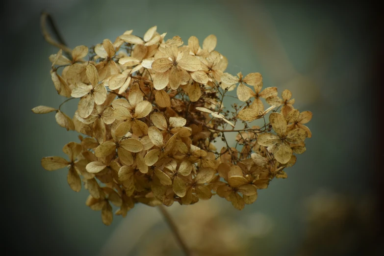 a close up picture of a yellow flower