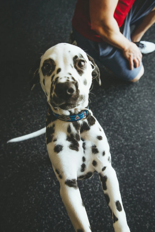 dalmatian puppy with blue collar sitting on black carpet