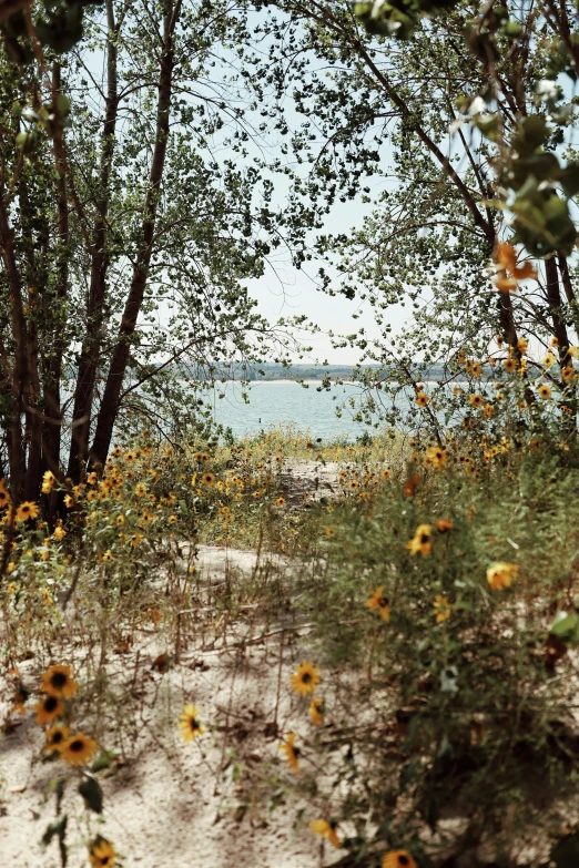 a beautiful view out through some trees looking down at a river