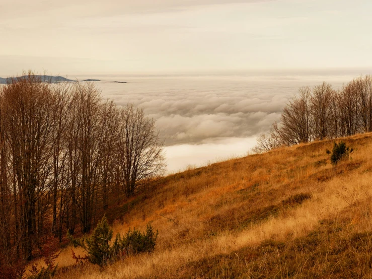 two sheep are standing on a hill looking out over the clouds