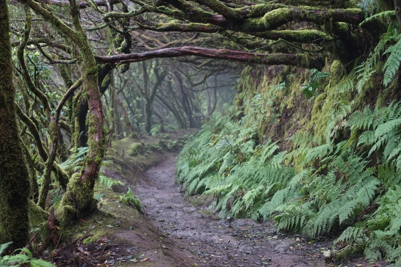 a narrow trail is covered in a forest