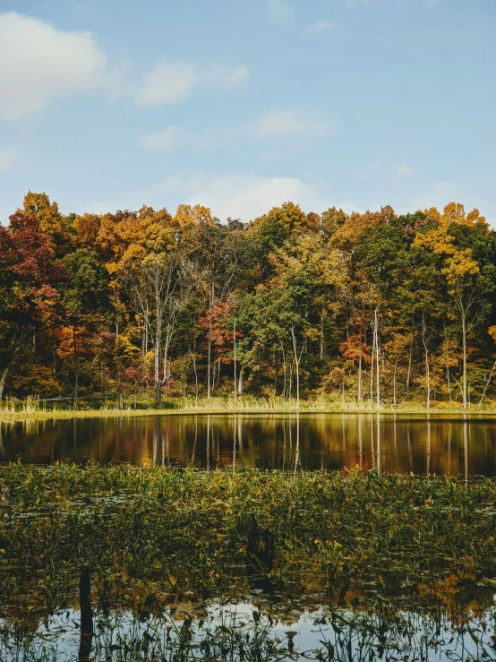 the reflection of trees is clearly visible in this image