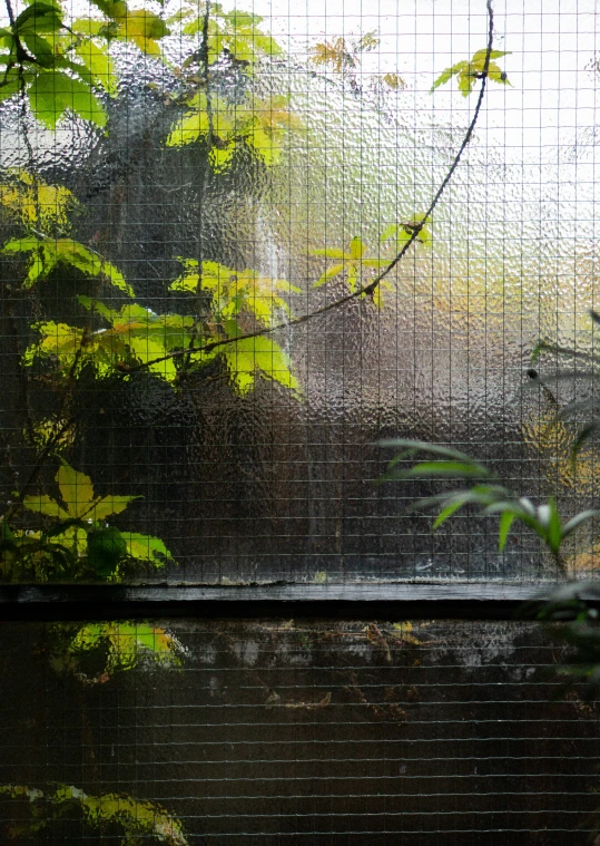 leaves in the rain behind a glass curtain