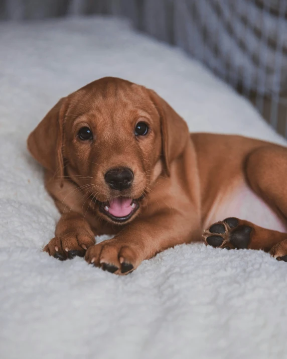 a cute little dog laying on a couch